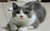 猫咪打完疫苗多久可以打狂犬疫苗