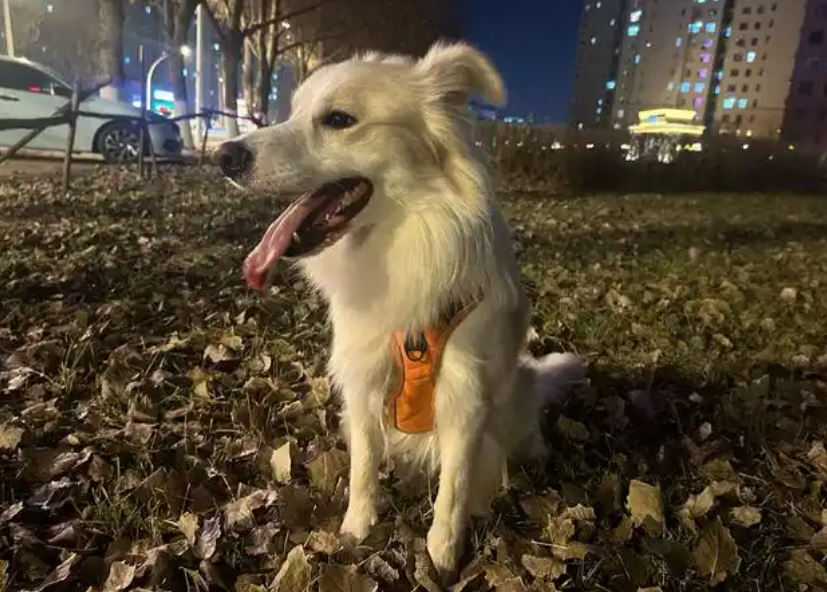 狗能喝豆浆吗燕麦