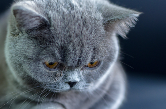 猫哮喘的症状及治疗方法
