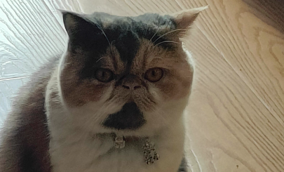 如何为“毛孩子”找到更好去处 如何为“毛孩子”找到更好去处