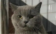 猫一直吐清水怎么办