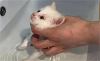 猫咪打疫苗后多久可以洗澡