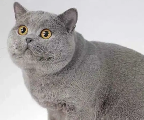 蓝猫6个月能长到多大 蓝猫6个月能长到多大