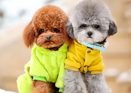泰迪犬寿命一般多少年