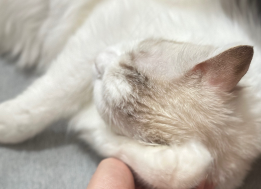 从不乱尿的猫咪突然乱尿了 从不乱尿的猫咪突然乱尿了