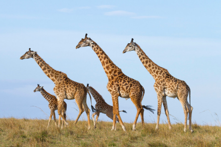 长颈鹿的特点外貌