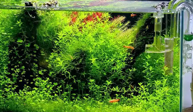barbarous growth生态鱼缸多久换一次水 barbarous growth生态鱼缸多久换一次水