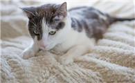 猫咪半夜叫的解决方法