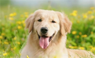 狗狗可以吃迷迭香吗