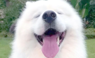 犬瘟热狗狗临死什么样