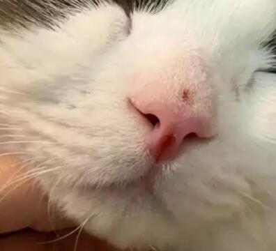 猫鼻子干燥呕吐是怎么回事