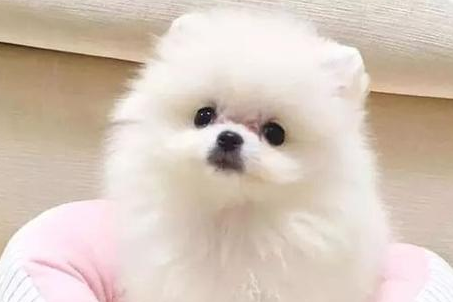 博美几个月开始快速长毛 博美几个月开始快速长毛