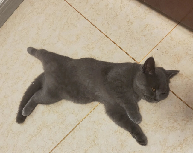 蓝猫6个月标准样子 蓝猫6个月标准样子