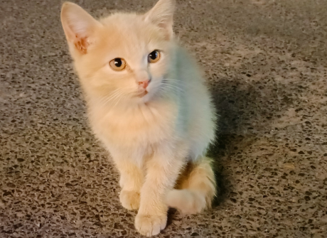 猫咪流清口水怎么回事
