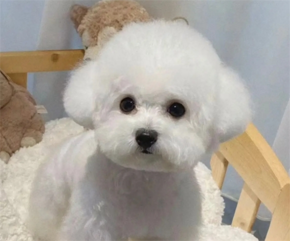 比熊犬瘟的症状 比熊犬瘟的症状