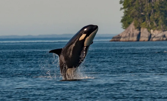 虎鲸吃什么鲨鱼 虎鲸吃什么鲨鱼
