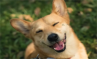 狗狗耳螨用什么药