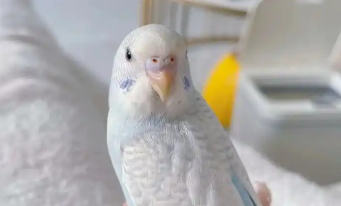 虎皮鹦鹉手养训练上手 虎皮鹦鹉手养训练上手