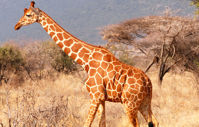 长颈鹿的生活习性 长颈鹿的生活习性