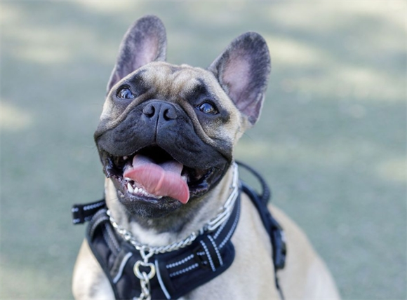 法斗掉毛的季节是什么时候 法斗掉毛的季节是什么时候
