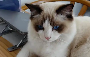 布偶猫长大几个月更换胎毛 布偶猫长大几个月更换胎毛
