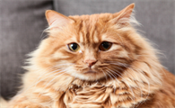 猫咪每天晚上叫唤怎么回事