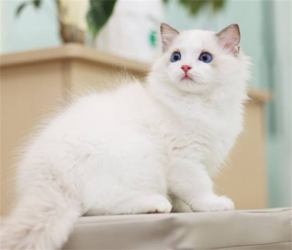 布偶猫几个月换完牙齿 布偶猫几个月换完牙齿