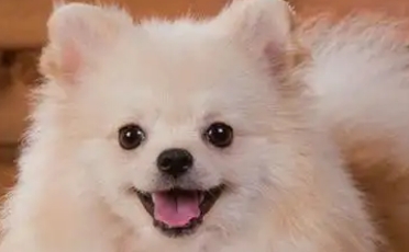 狗突然尿血吃什么药 狗突然尿血吃什么药