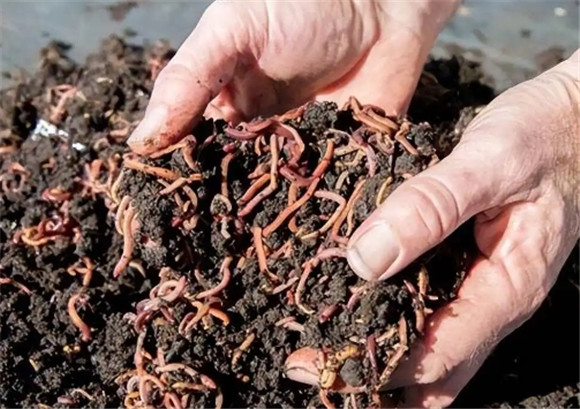 什么地方收购野生蚯蚓 什么地方收购野生蚯蚓