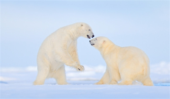 北极熊什么科