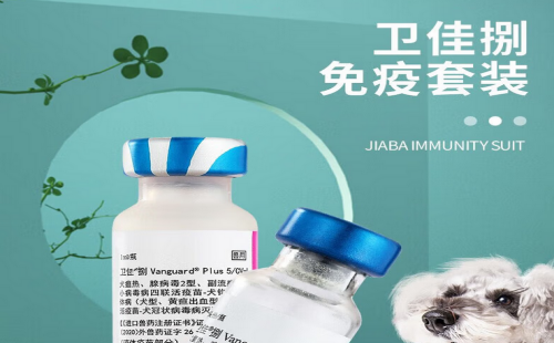 卫佳捌