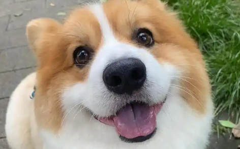 狗狗怀孕需要注意什么