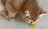 猫咪呕吐黄水是猫瘟吗