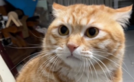 猫口吐白沫是什么原因