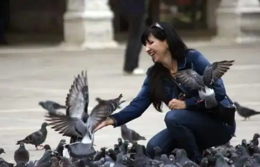 中国游客在威尼斯喂鸽子被罚:文化差异还是环保共识? 中国游客在威尼斯喂鸽子被罚:文化差异还是环保共识?