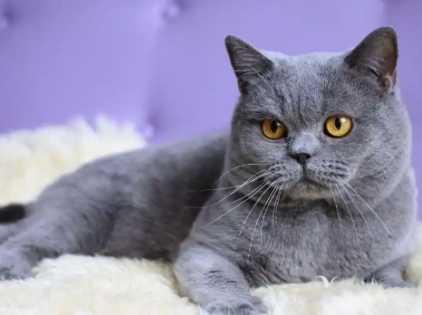 蓝猫6个月什么尺寸 蓝猫6个月什么尺寸