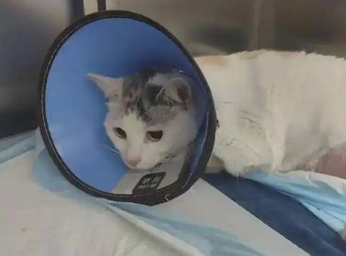 宠物猫手术后突然死亡,猫主人想要调取监控遭宠物医院拒绝 宠物猫手术后突然死亡,猫主人想要调取监控遭宠物医院拒绝