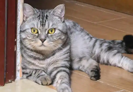 虎斑猫啥时候发腮