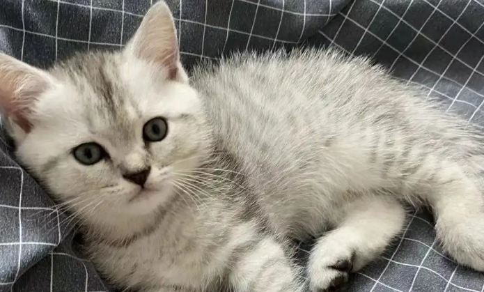 猫咪呕吐黄色液体和猫粮 猫咪呕吐黄色液体和猫粮