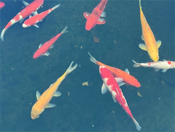锦鲤水霉会传染吗