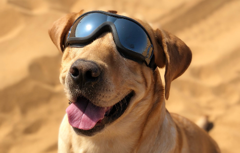 花8000元送去宠物学校的狗挨了打? 花8000元送去宠物学校的狗挨了打?