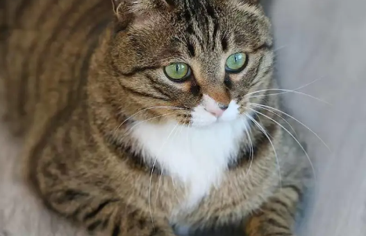 流浪猫逆袭成“猫医生”,专治人心已“接诊”120余人 流浪猫逆袭成“猫医生”,专治人心已“接诊”120余人