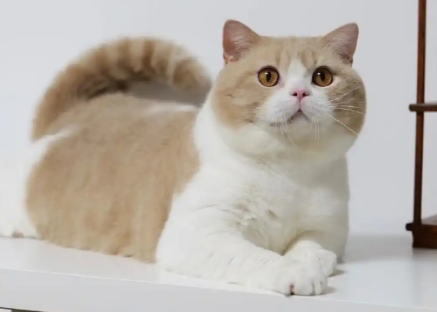 英短母猫配什么公猫