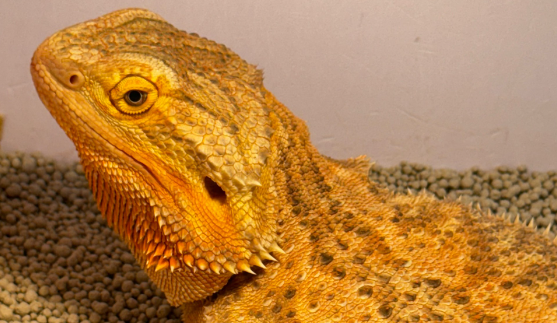 港珠澳大桥海关查获“异宠”活体蜥蜴389只 港珠澳大桥海关查获“异宠”活体蜥蜴389只