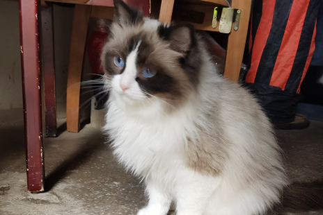 布偶猫几个月开始换胎毛