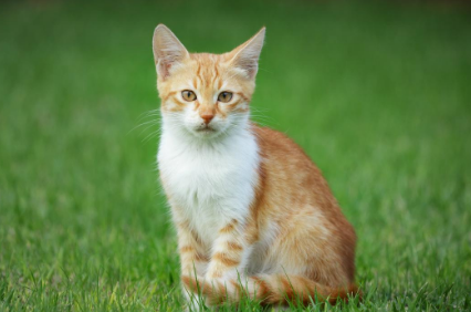 猫咪反复发烧打退烧针就好不打就烧 猫咪反复发烧打退烧针就好不打就烧