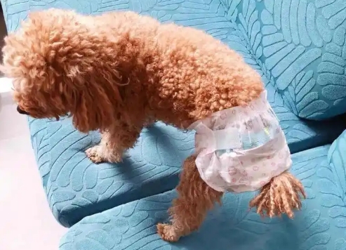 狗狗大姨妈要来几天