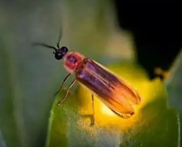 山东看萤火虫的地方 山东看萤火虫的地方