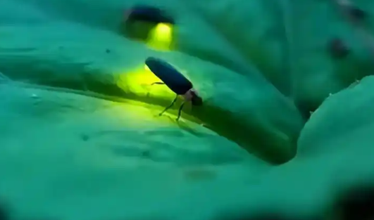萤火虫活体在哪买