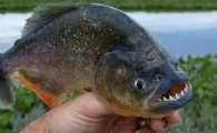 食人鱼能吃吗